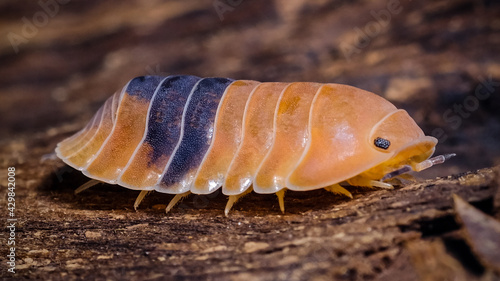 Obraz na plátně Isopod - Cubaris amber ducky, On the bark in the deep forest, macro shot isopods