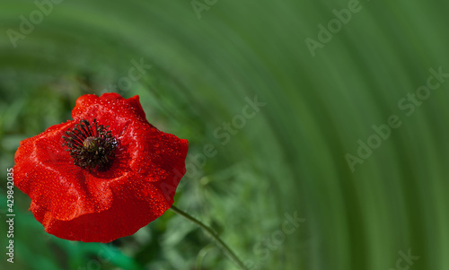 red poppy in drops, poppy flower on a green background, copy space