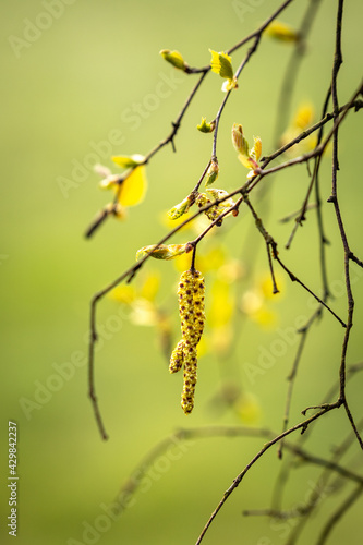 Birkenpollen Allergiker photo