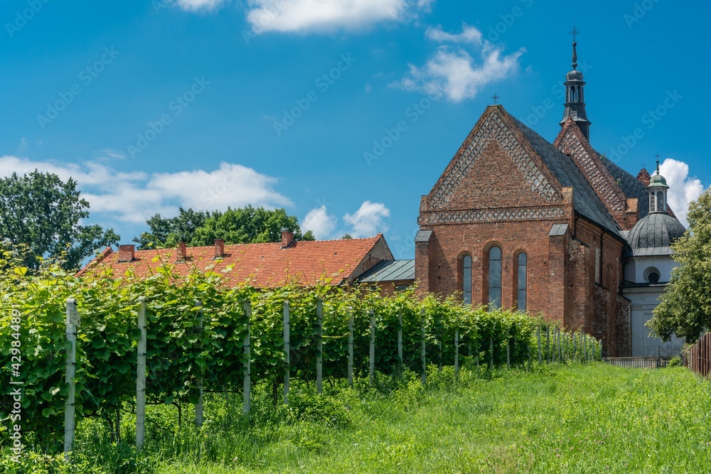 winnica w Sandomierzu - obrazy, fototapety, plakaty 