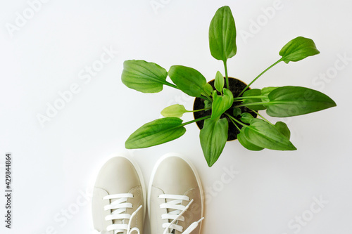 beige leather sneakers with white laces stand next to a green potted plant on a white background, top view