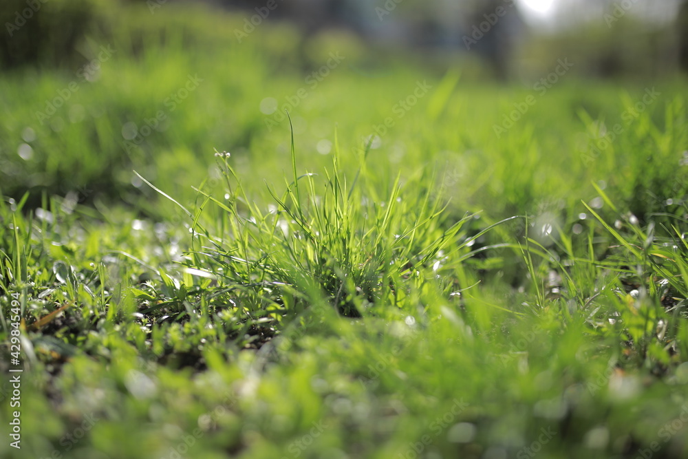 Green grass natural background. summer season. selective focus. Public park. Perfect green background on fresh grass. Fresh grass on a blurred green background. Green grass natural background. summer season. selective focus. Public park. Perfect green background on fresh grass. Fresh grass on a blurred green background.