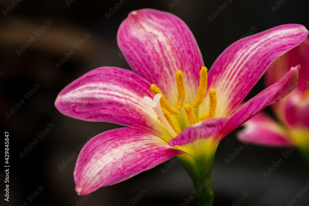 Pink Rain Lily in the garden was blooming under the morning light. Pink Rain Lily in the garden was blooming under the morning light.