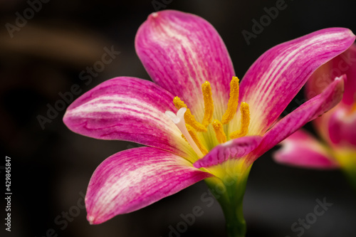 Pink Rain Lily in the garden was blooming under the morning light.