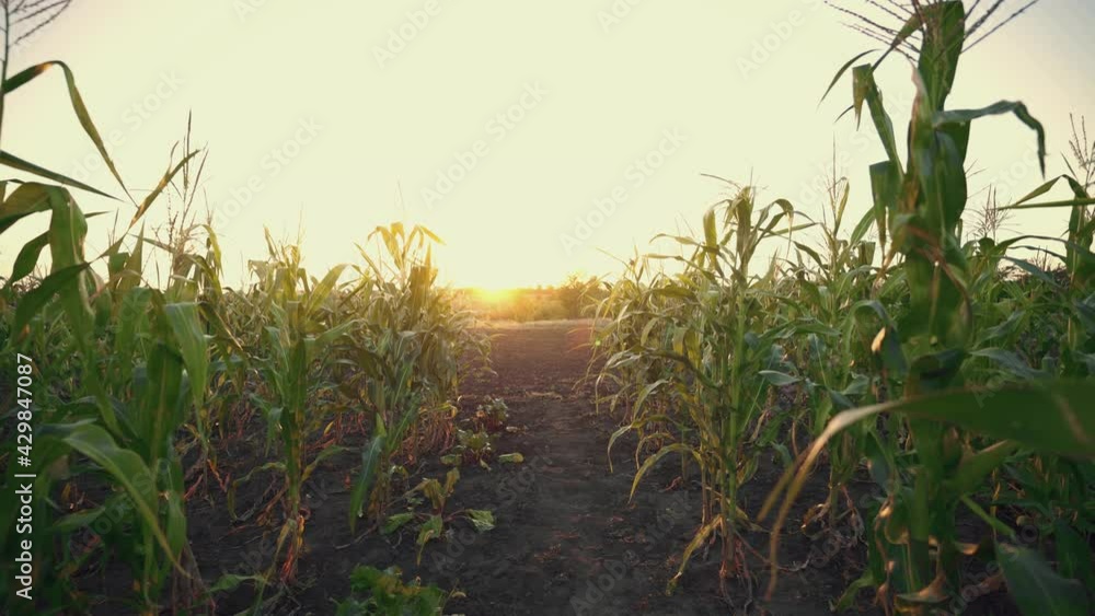 Sunset over the cornfield. Shimmering sunbeams behind the cornfield stalks. Cornfield plants with sun backlight. Agriculture. The sun sets over the horizon. Twilight. The evening landscape. Sunset over the cornfield. Shimmering sunbeams behind the cornfield stalks. Cornfield plants with sun backlight. Agriculture. The sun sets over the horizon. Twilight. The evening landscape.