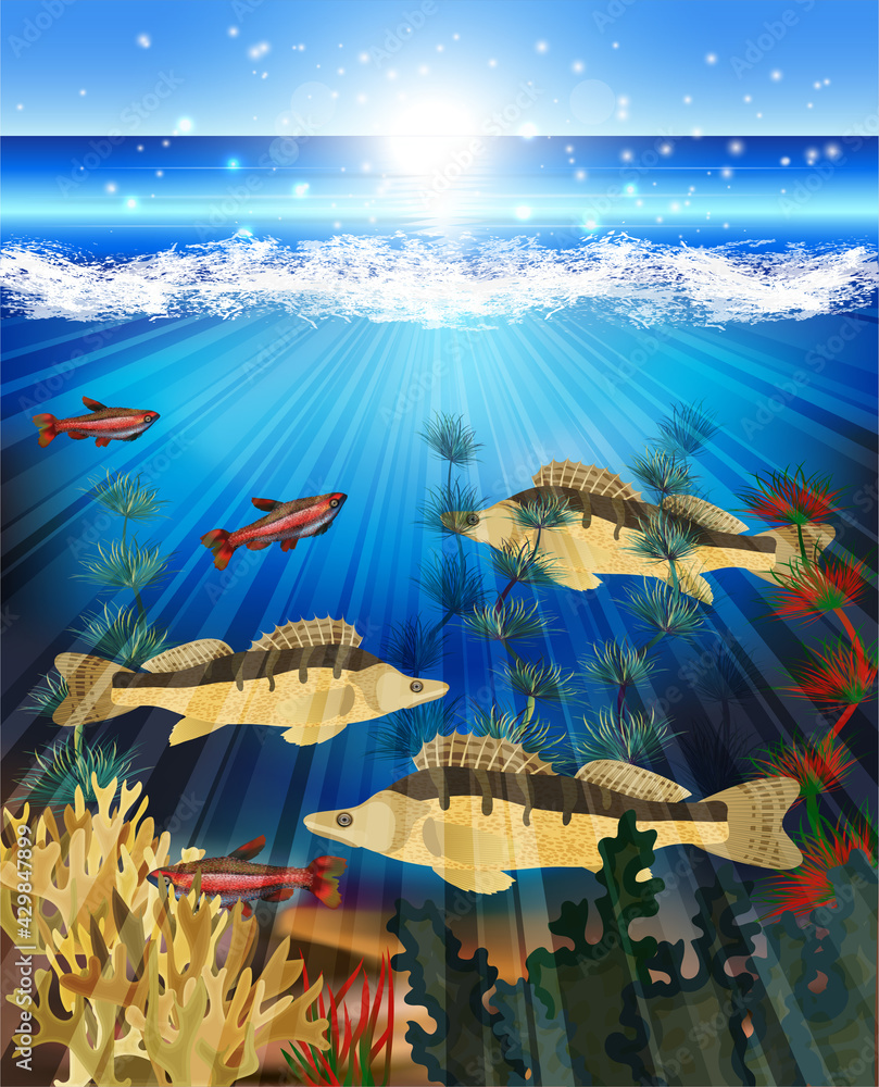 Underwater world card  with fish and algae, vector illustration	