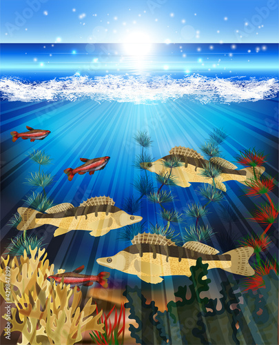 Underwater world card  with fish and algae, vector illustration	