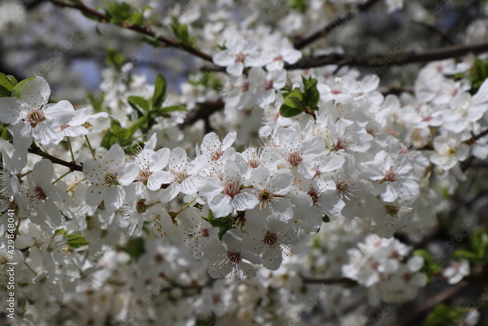 plum tree in bloom with blue sky