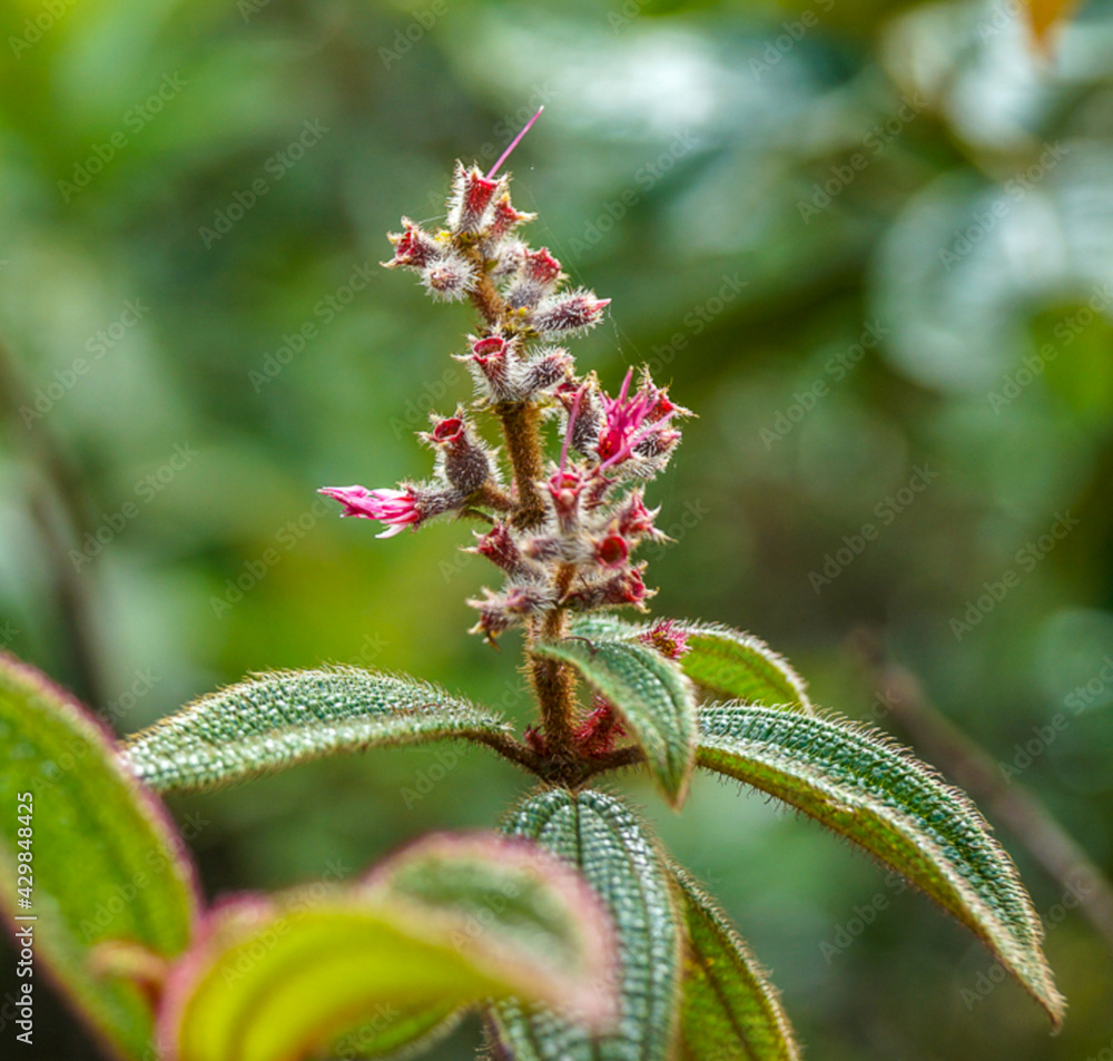 Flor Flor