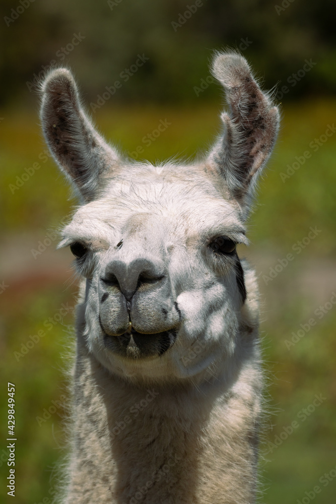 Idaho, close up of a llama