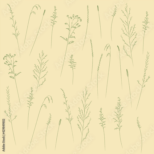 Field and meadow grasses, green contour line. Sketch of medicinal plants, vector drawing.
