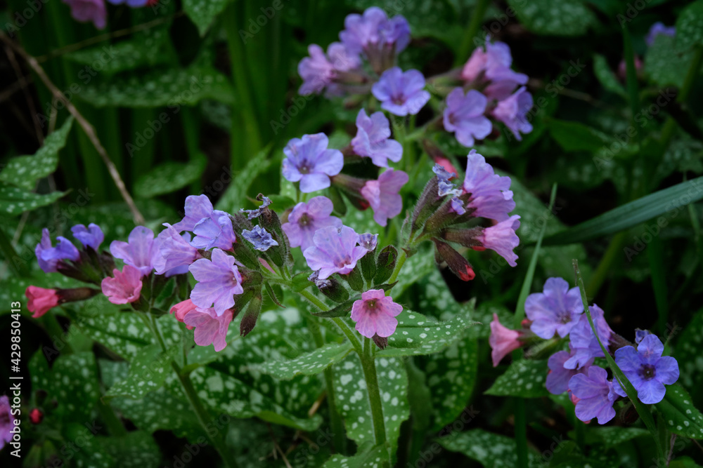 Pulmonaria (lungwort) is a genus of flowering plants Pulmonaria (lungwort) is a genus of flowering plants