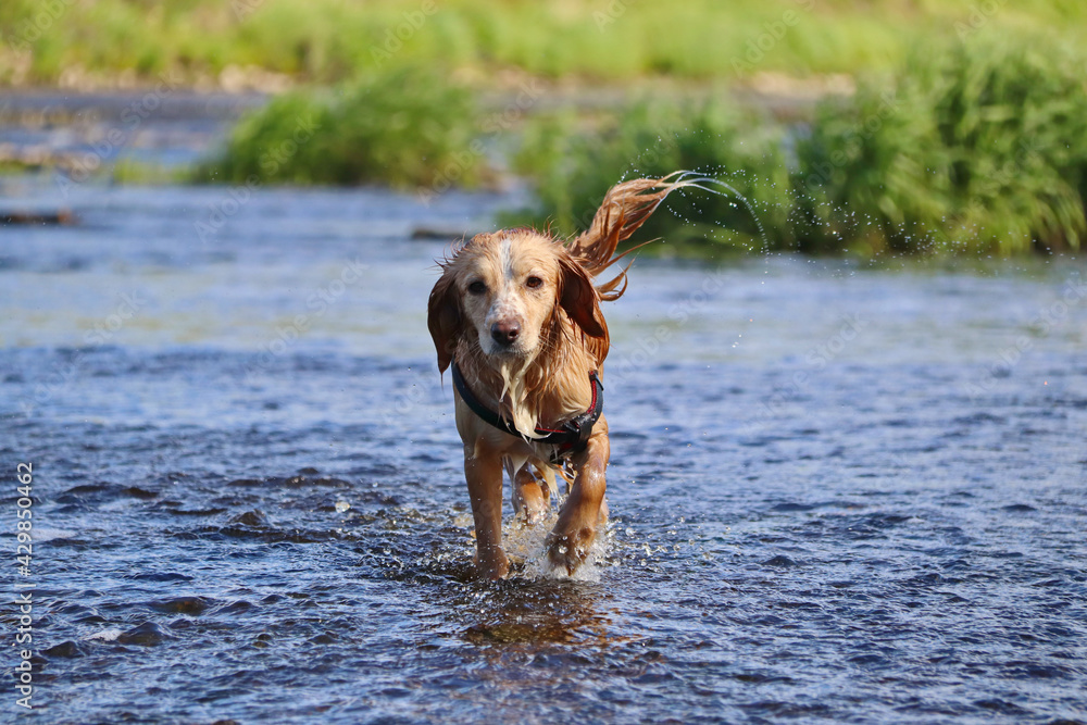 The wet red-haired dog runs on the water and shakes off. The wet red-haired dog runs on the water and shakes off.