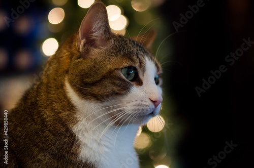 portrait of a cat
