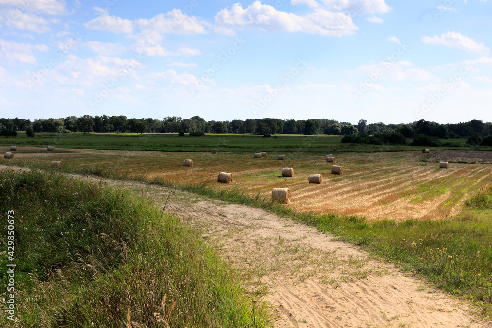Rural landscape with crops