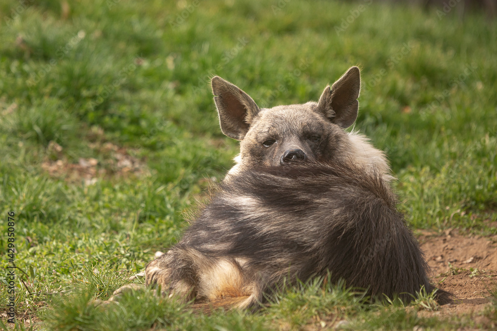 male brown hyena (Hyaena brunnea) is resting male brown hyena (Hyaena brunnea) is resting