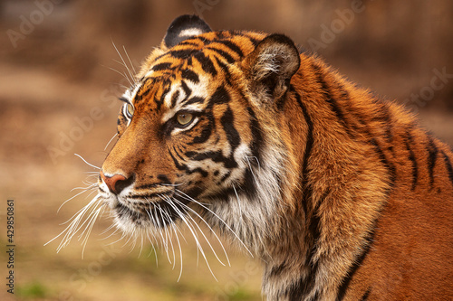 (Panthera tigris tigris) male Sumatran tiger portrait close up © michal