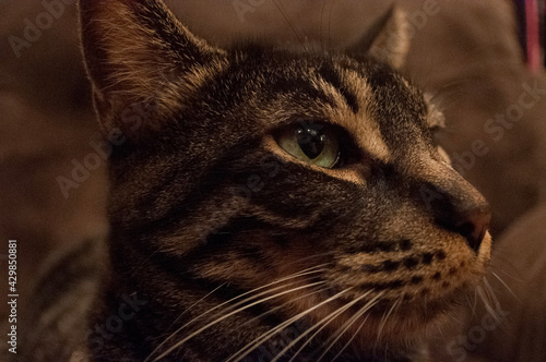 portrait of a cat