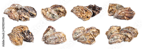 Set with fresh raw oysters on white background. Banner design