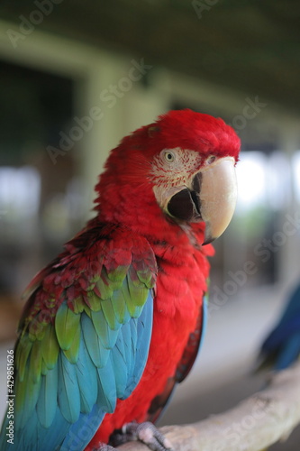 red and blue macaw