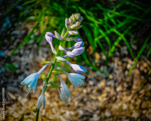 flowers in the garden