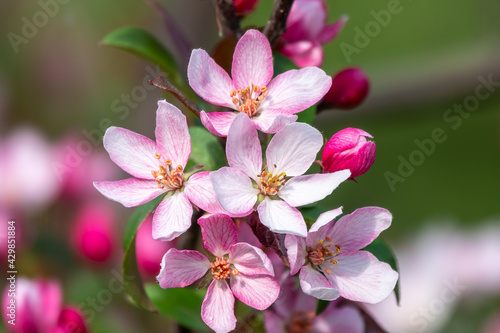 Fresh pink flowers of a blossoming apple tree with blured background