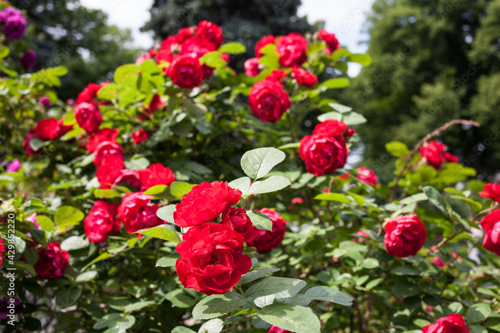 Rich blooming rose garden, natural background Rich blooming rose garden, natural background