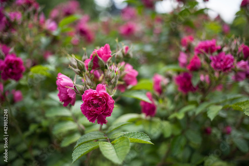 Rich blooming rose garden  natural background