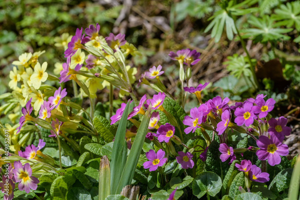 Primeln am Gartenteich gelb und rosa Primeln am Gartenteich gelb und rosa