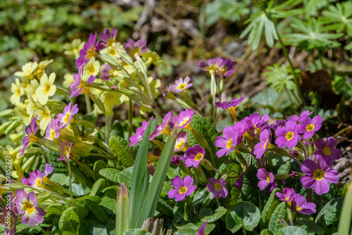 Primeln am Gartenteich gelb und rosa