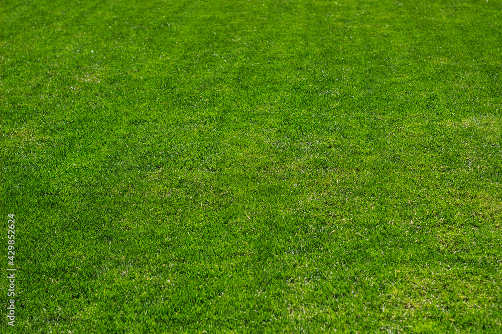 Lush green lawn, landscaping backyard or lawn garden Lush green lawn, landscaping backyard or lawn garden