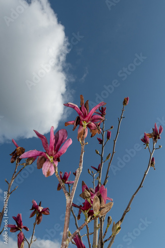 Blüten des roten Tulpenbaumes gegen den Himme und Wolken 