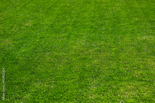 Lush green lawn, landscaping backyard or lawn garden