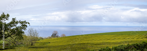 Tea plants at plantation, Sao Miguel island, Azores travel destination.