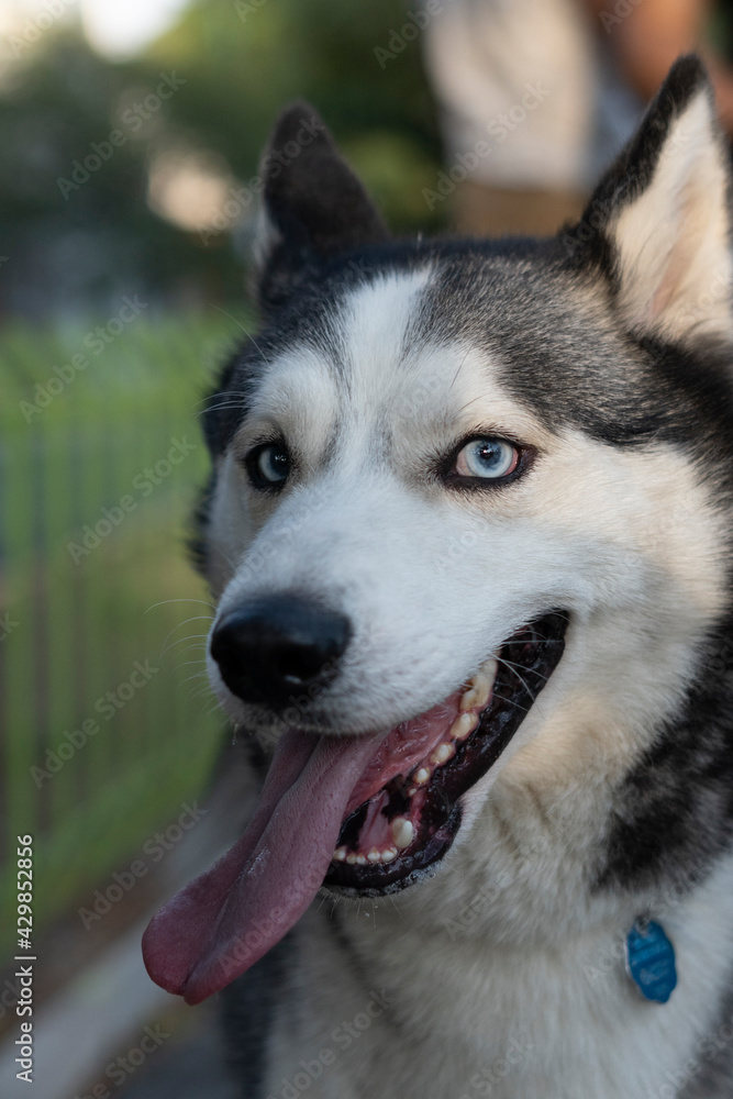 husky dog ​​smiling at the camera with fixed gaze, blue eyes, white with black hair, with the tongue sticking out, only detail of his head