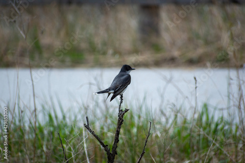 winged blackbird