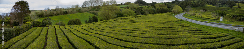 Tea plants at plantation, Sao Miguel island, Azores travel destination.