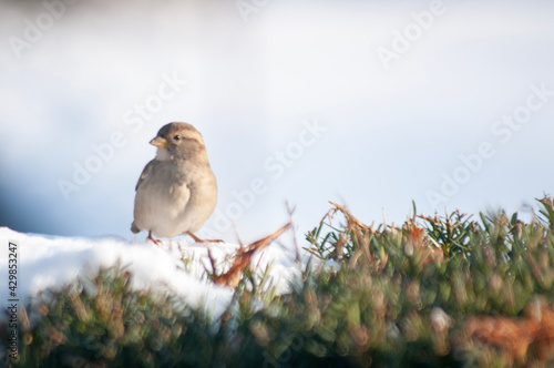 sparrow on a branch