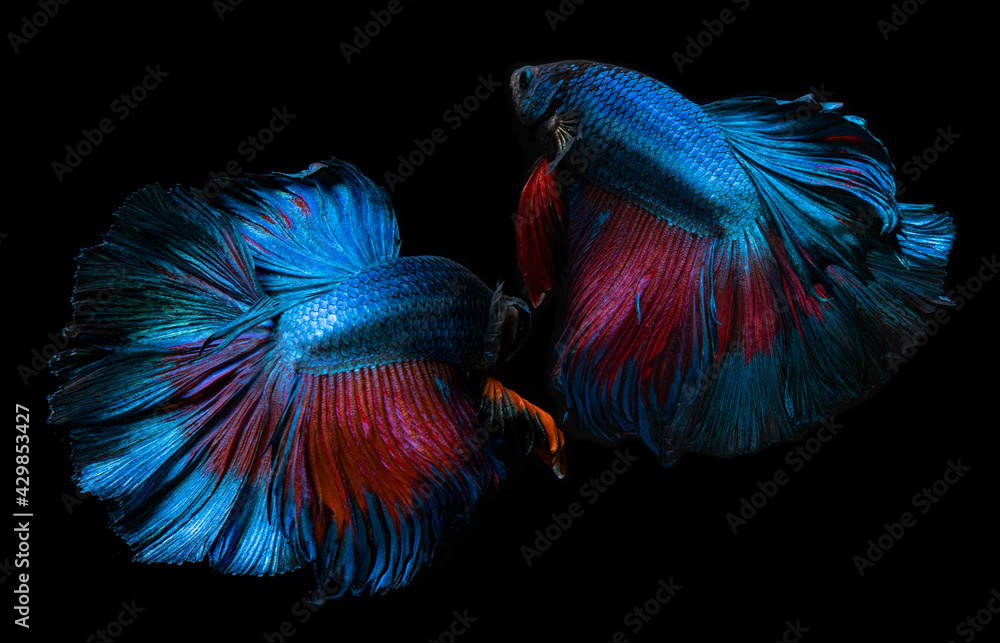 Obraz premium Blue and red betta fish or Siamese fighting.