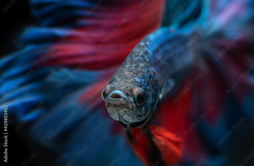 Blue and red betta fish or Siamese fighting.