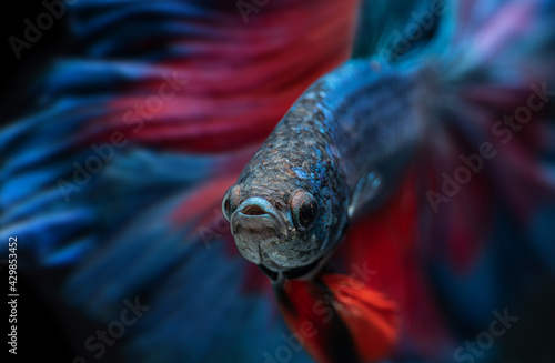 Obraz na płótnie Blue and red betta fish or Siamese fighting. w salonie