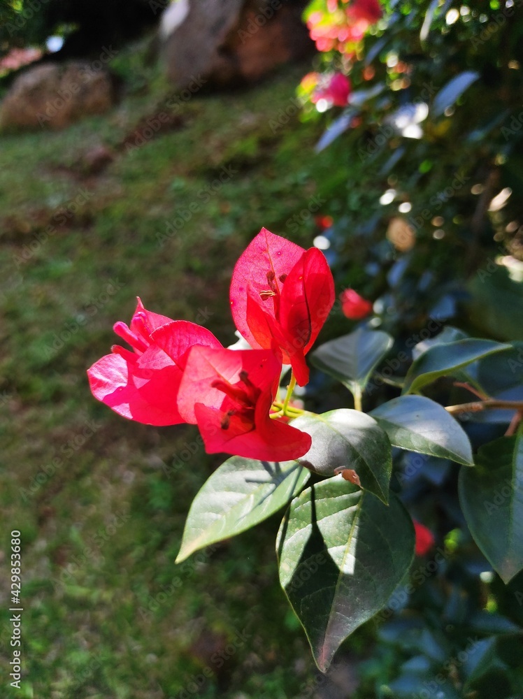 Flores vermelhas e rosas Flores vermelhas e rosas