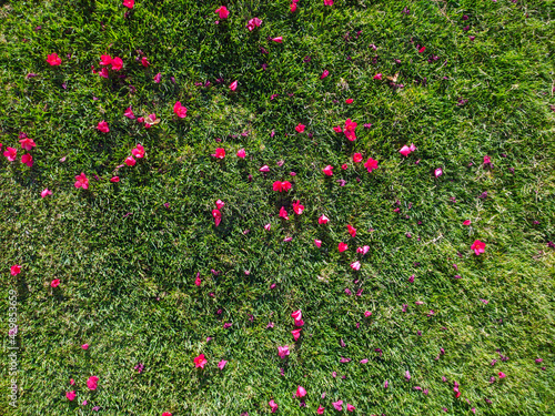 red flowers and grass. top view