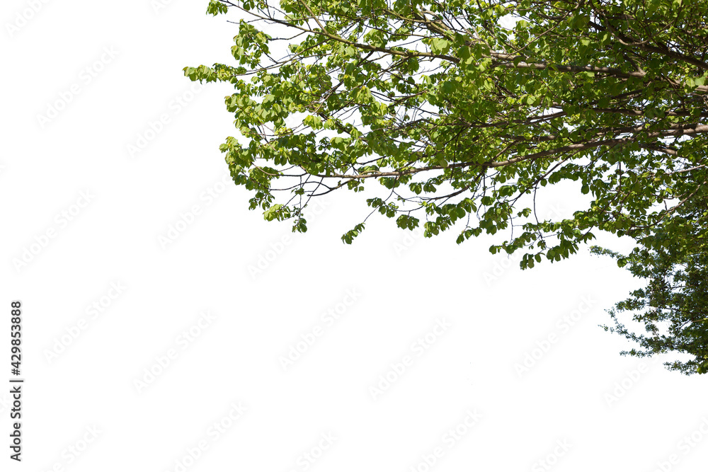 Close up of the branches of a oval green leaved tree isolated on white background. Deciduous tree cutout Close up of the branches of a oval green leaved tree isolated on white background. Deciduous tree cutout