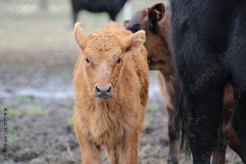 brown calf