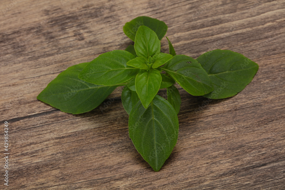 Fresh green Basil leaves - for cooking Fresh green Basil leaves - for cooking