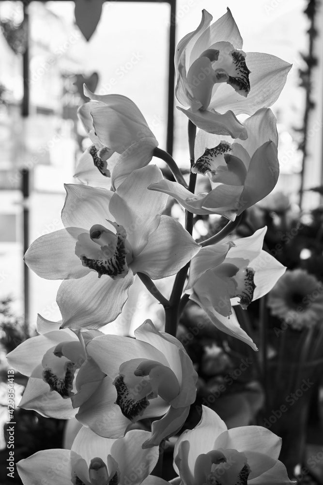 White And Black Orchid