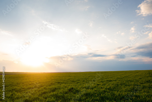 Green wheat field at sunset with sun