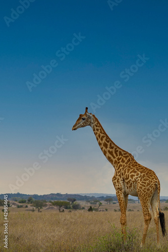 African giraffe 