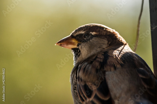 Small Bird